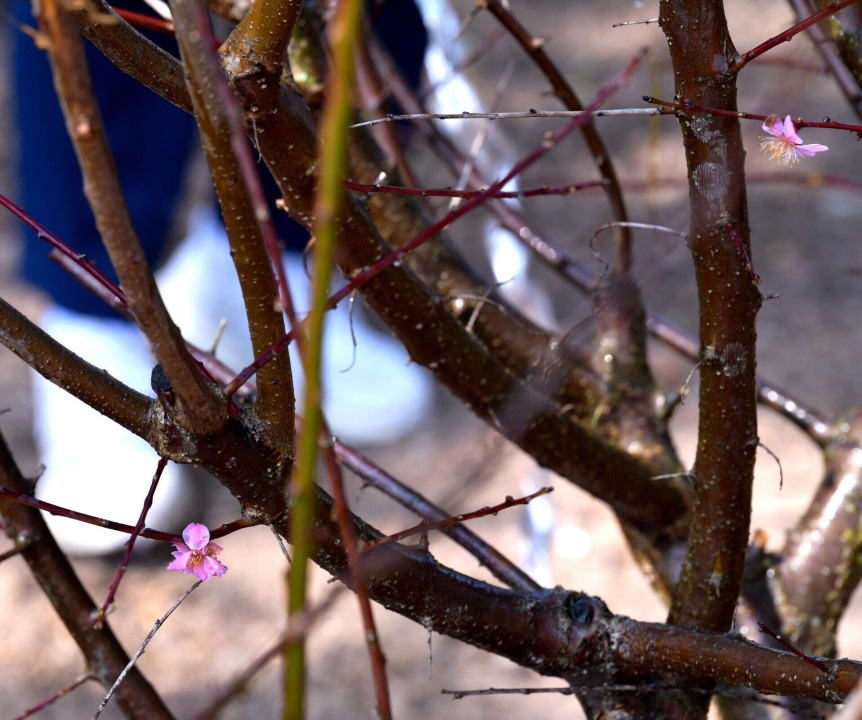春色满蜀光，植木正当时——蜀光中学2024年3月植树节活动报道